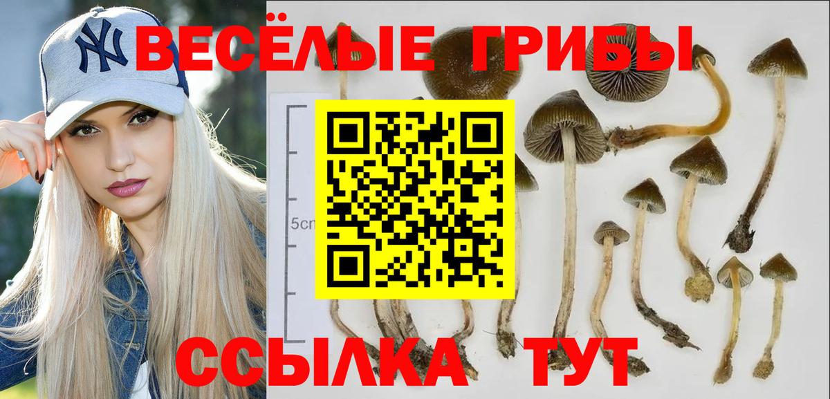 Псилоцибиновые грибы прущие грибы Ликино-Дулёво